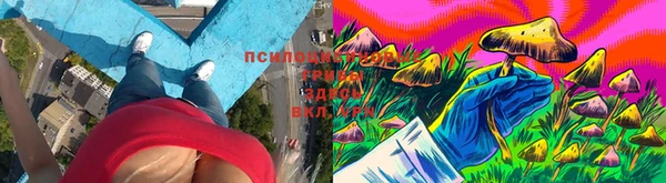 PSILOCYBIN Армянск